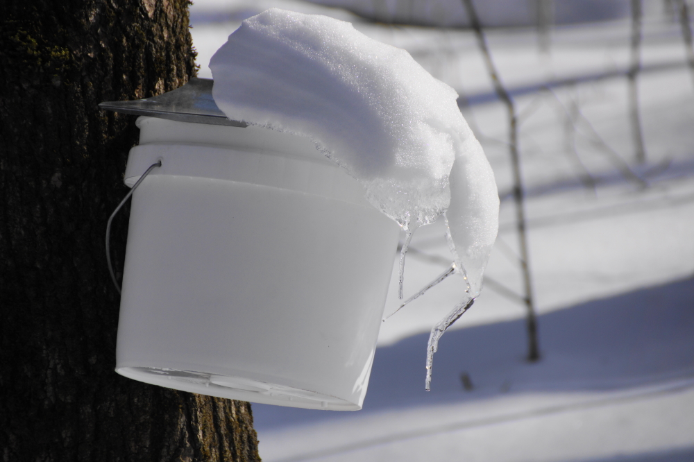 As the temperatures bottomed out, the sap stopped dripping.
