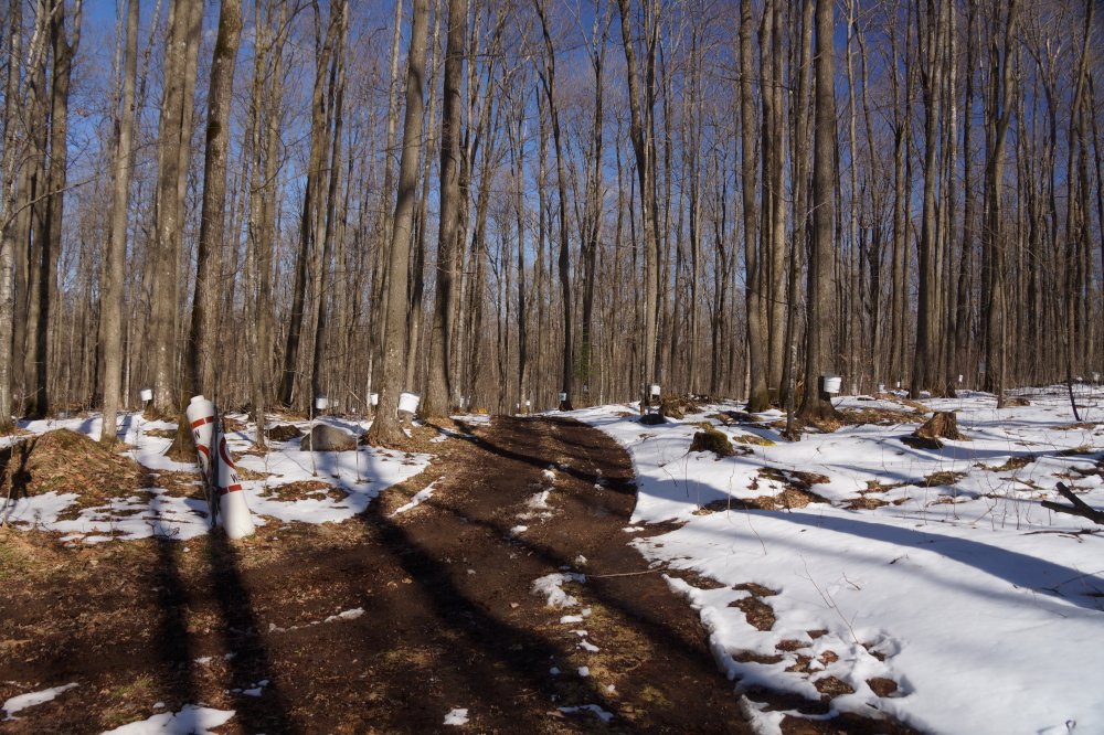 The snow in the woods melted to the point where tracks could be swapped for wheels.