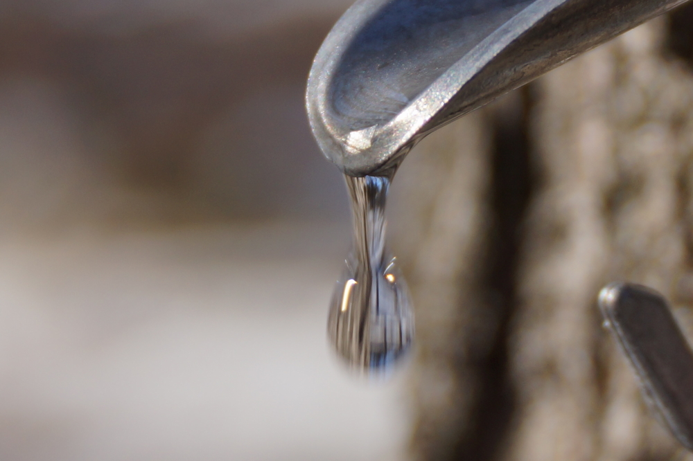 On the weekend, the dripping of the maples started to accelerate.