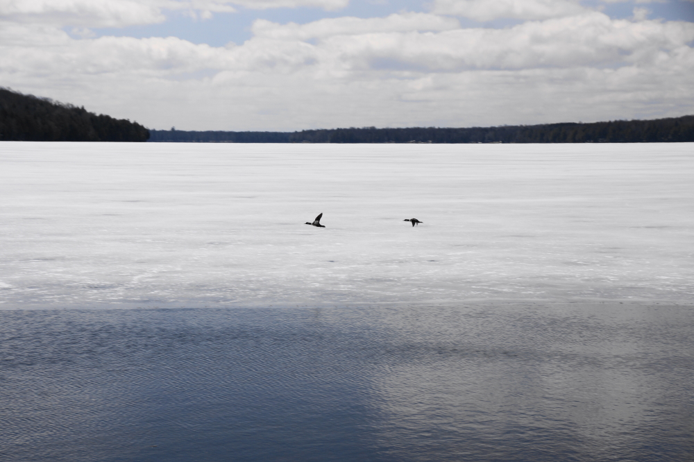 Last week kicked off the same as many of the last few weeks. The ice sheet that covers Lucerne pulled away from the shore by day and froze back tight to the shore at night. And there were ducks. 