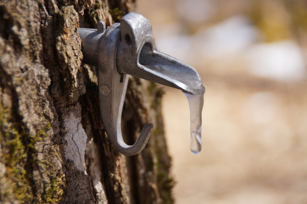 The reports early in the week from the sugarbush were not good. The colder than normal Spring had frozen the sap mid drip.