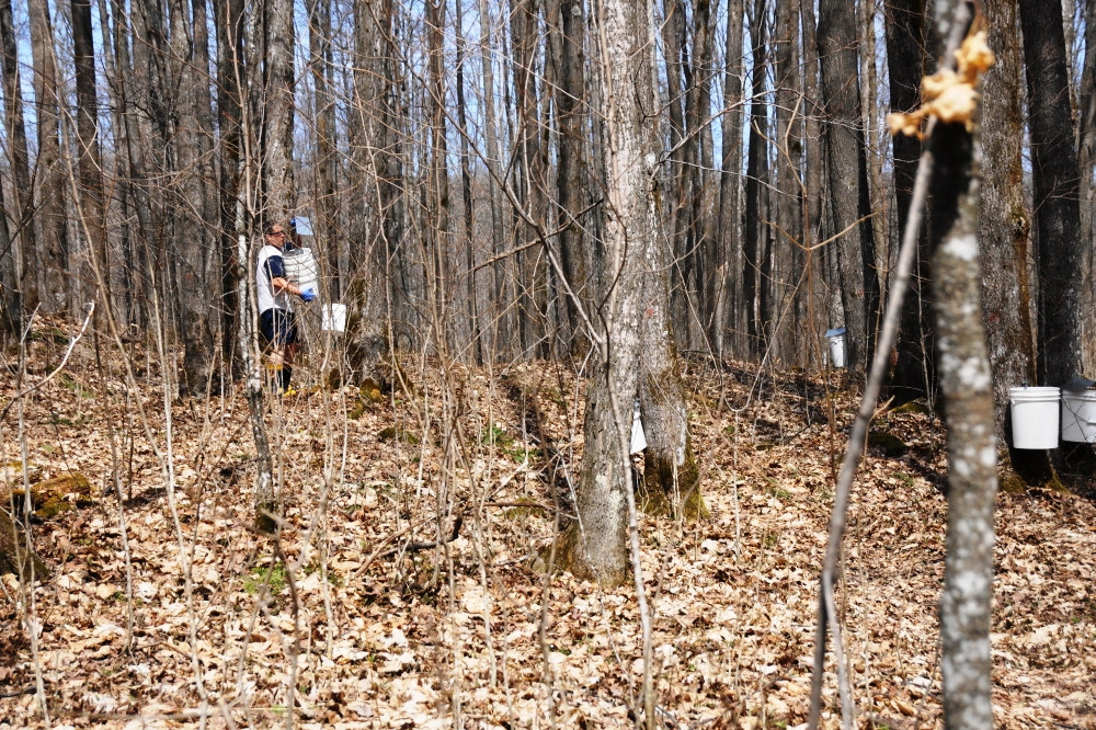 With the trees drying up, it was time to end the 2020 maple syrup season. On Saturday, sugarmen roamed the woods for hours pulling spiles, buckets, and lids.