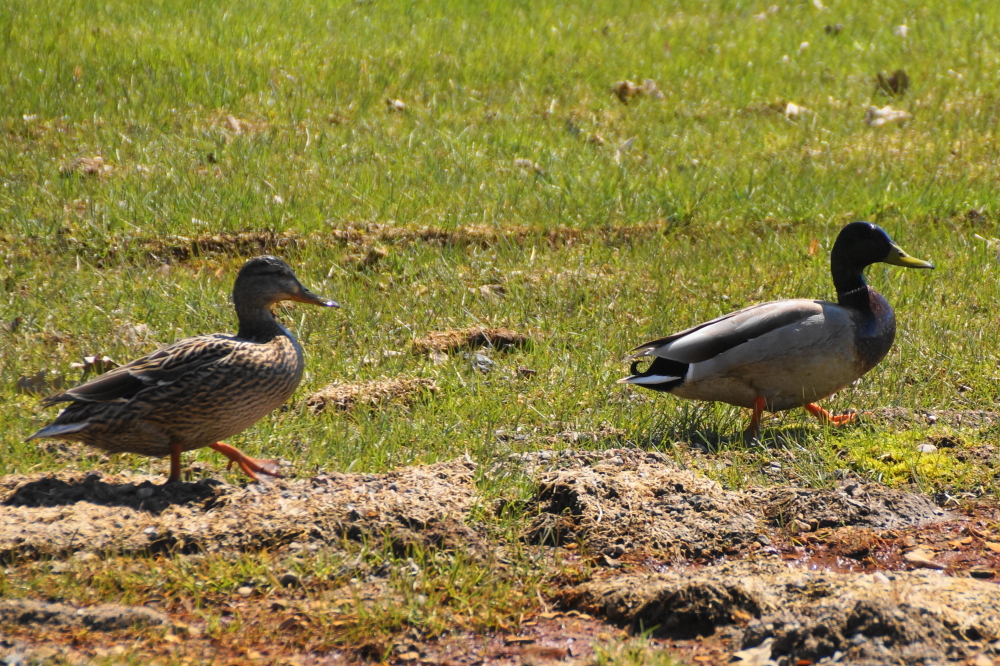 By mid-week, small parades of water foul marched from puddle to puddle across greening lawns.