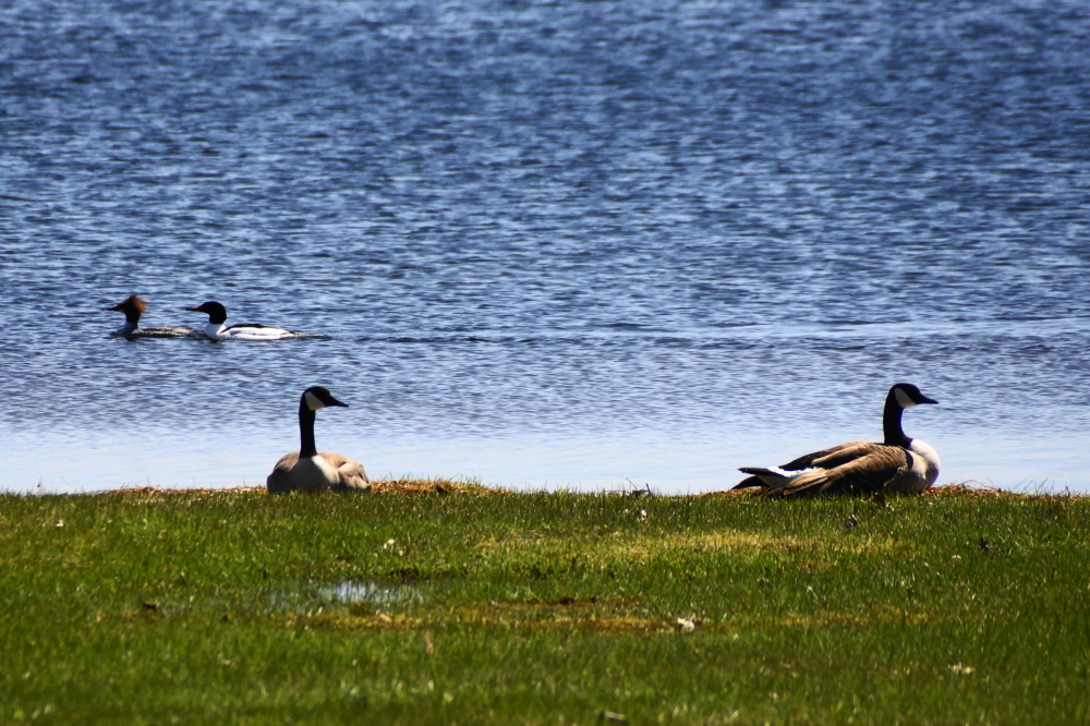Still others just sat around and enjoyed the sun. There might have been some honking and quacking, too.