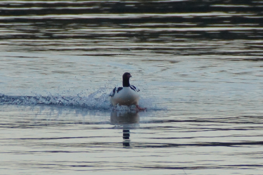 Muscle memory took over at the last second and he nailed it.