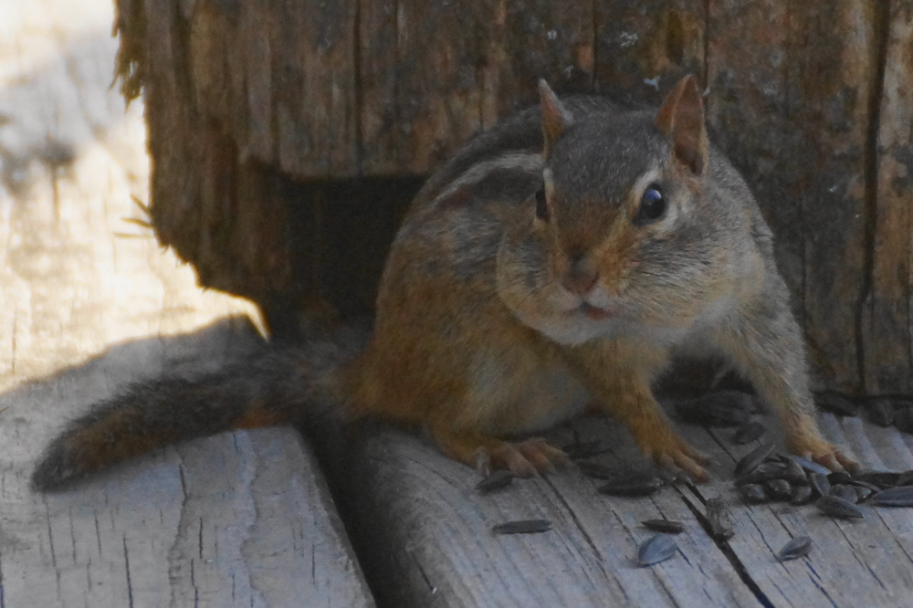 Small fuzzies that live near the bar seemed to really enjoy the Spring climate and spilled bird seed.