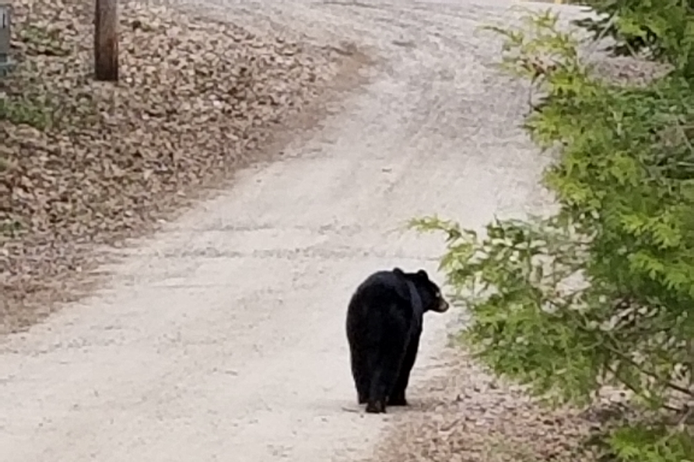 It bruined North to West Shore Drive and then strolled East.