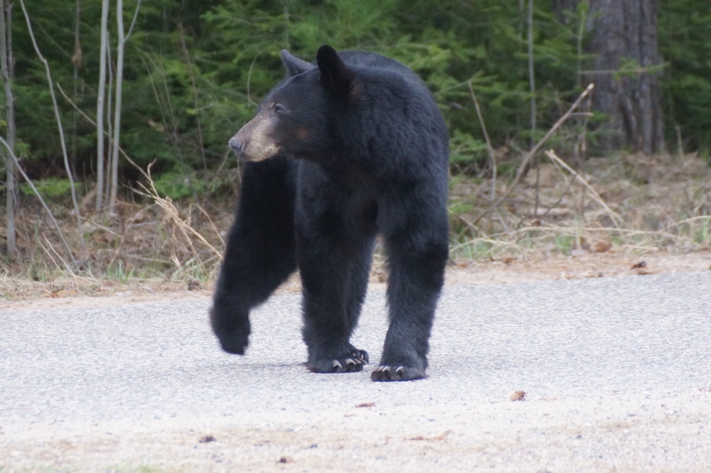 Eventually it crossed Potawatomi Trail heading South...