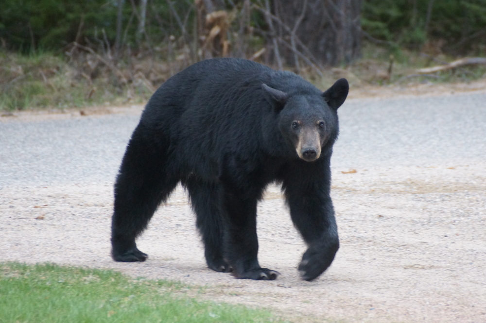 ...and up the bar's driveway.