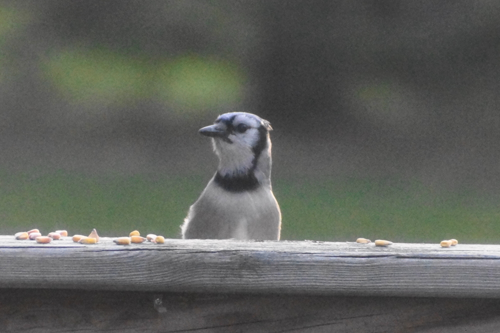 Many of the locals stopped what they were doing and watched it.