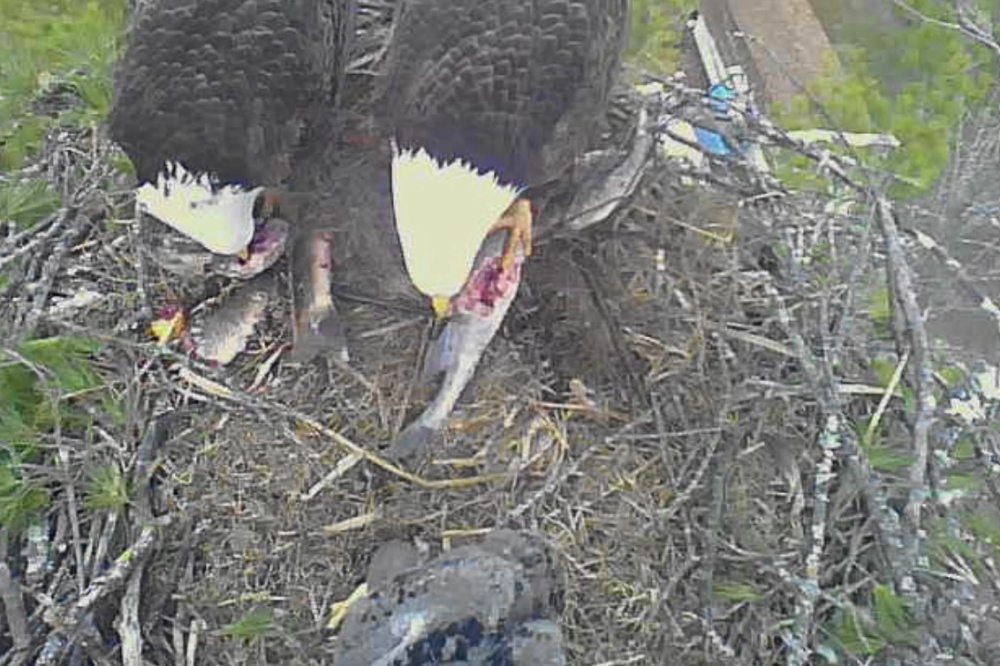 Still others ignored the big, black blob and ate fish.