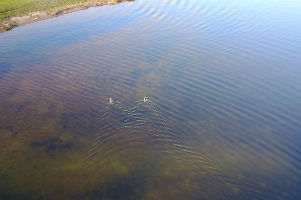 The water is getting warm enough for some to swim. Not us though.