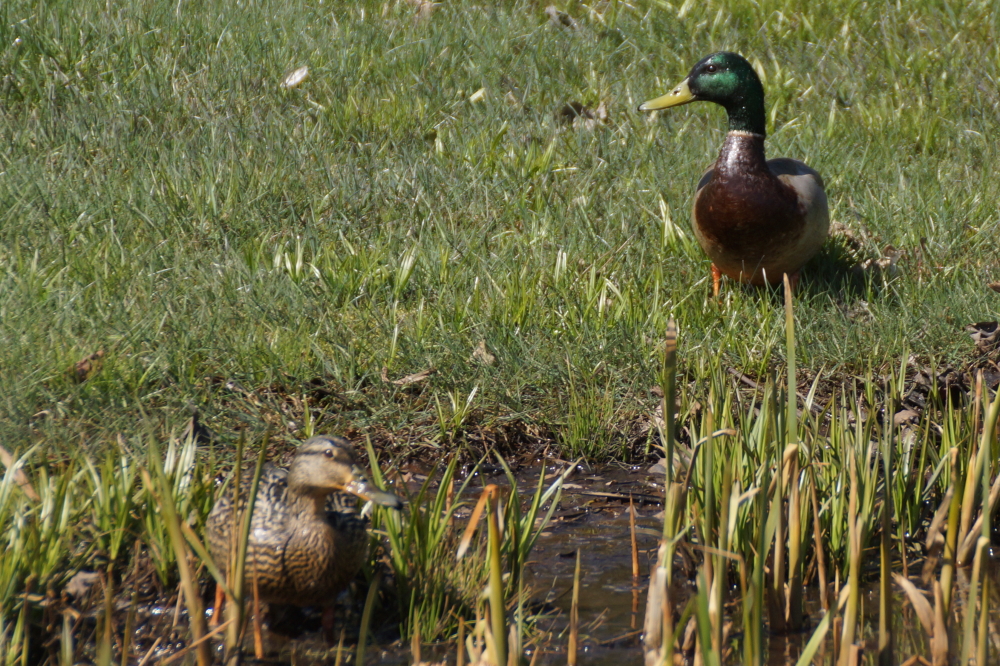 The cold has not had any noticeable effect on the yard ducks that populate the North end of West Shore Drive.