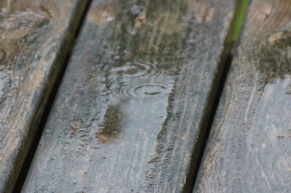 Late on Saturday, it started to rain. It did not stop raining for the rest of the weekend. Sometimes the rain was light. Much of the time it was moderate. It came down heavy more than once. The temperatures stayed above freezing so none of it required any shoveling.