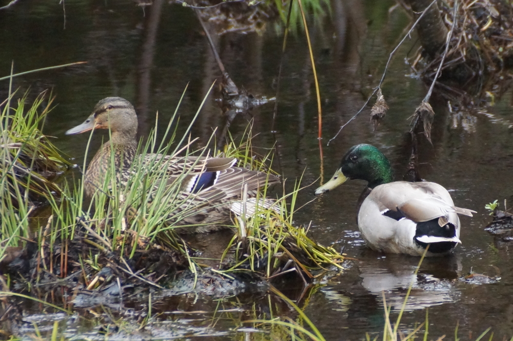 Creeks and streams continue to flow into the lake and a few couples seem to enjoy that.