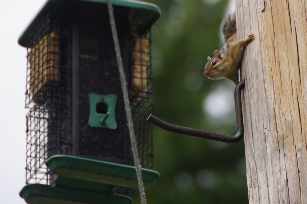 Birdsong has become a continuous soundtrack to the week. Some of the birds are more furry than others.