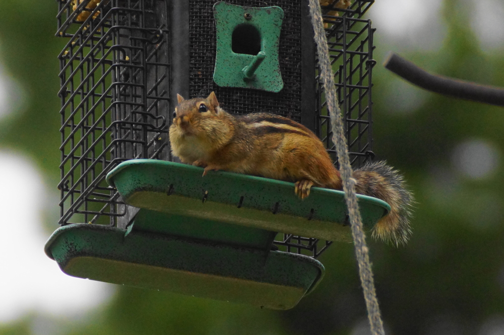 I don't care how many times it chirps, it's not fooling anyone.