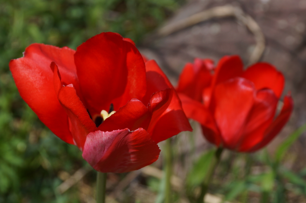 A few other colors also popped.