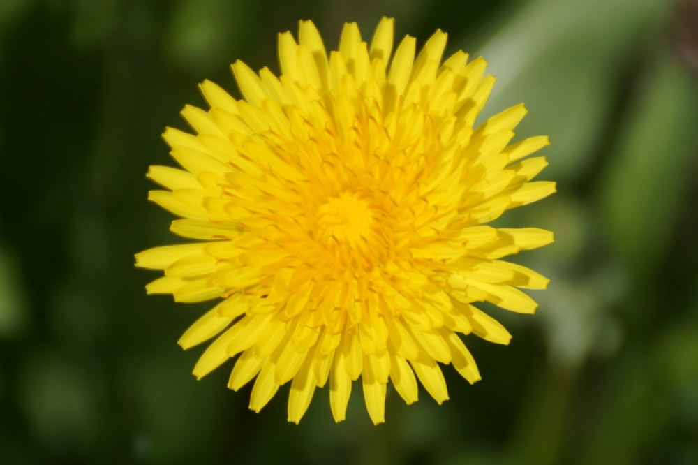 Yellow was very well represented.