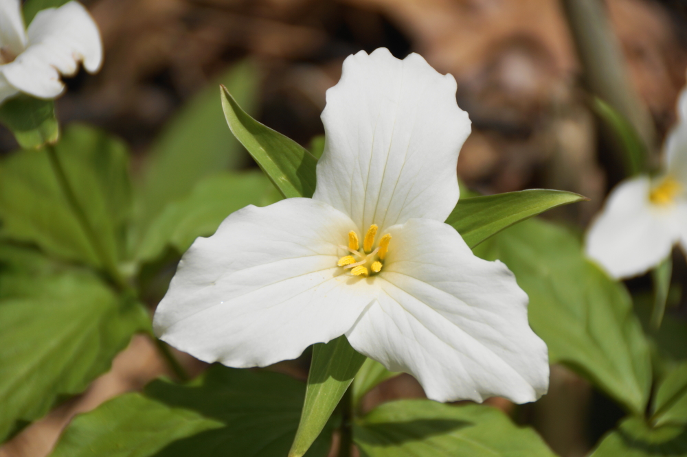 At about the same time, these guys popped up all over the forest floor.