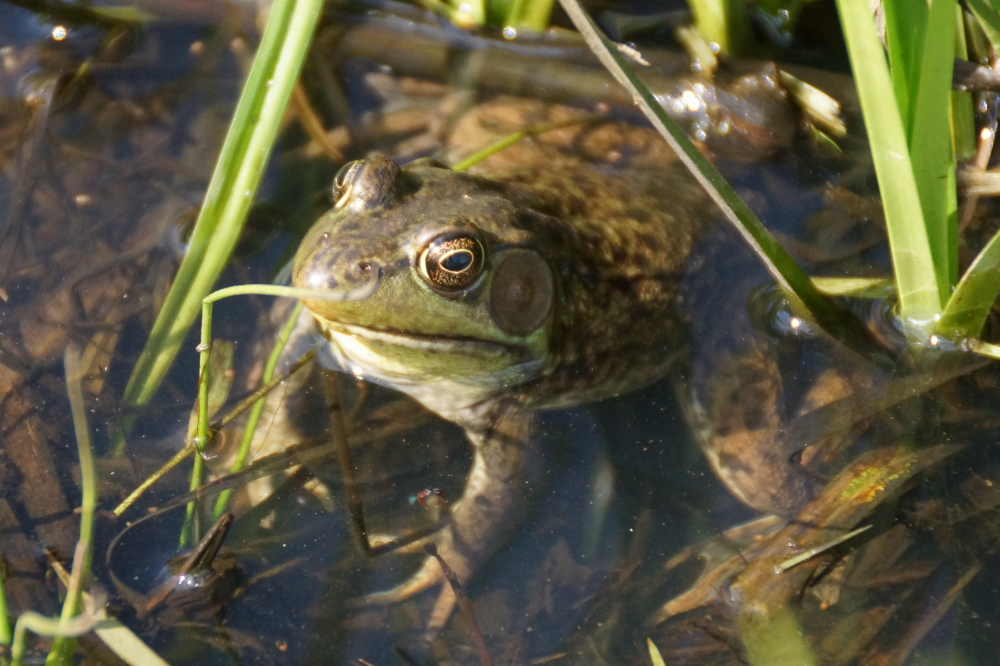The lawn puddles are also teeming with life. I can't recall a more frog filled year than 2020.