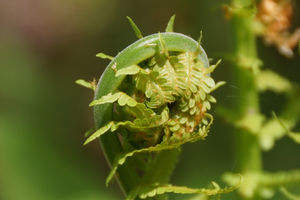 We were at peak fiddlehead last week. By the weekend, they had progressed to full fern.