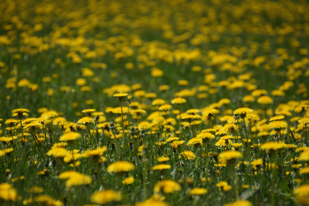 The second generation is broad-leafed and disturbingly plentiful.