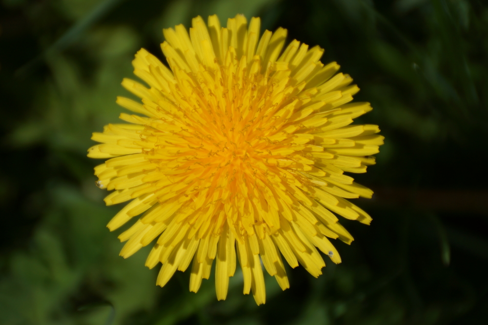 Then there's the yellow menace.