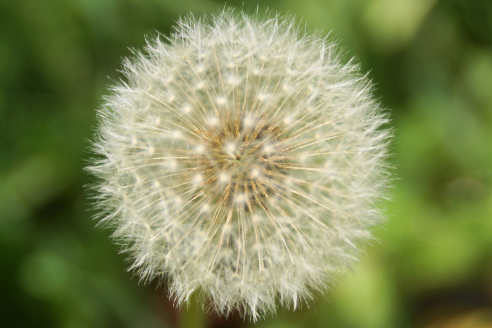 The first crop of the lawn scourge has gone to seed.