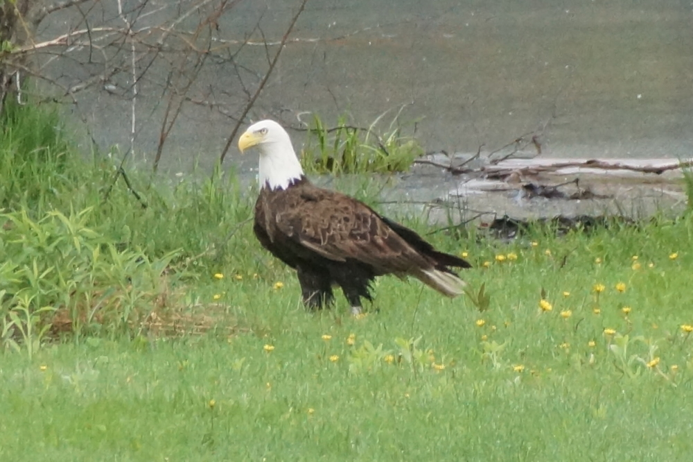 The dandelions and the grass needed mowing. We planned to mow around the lawn eagles.