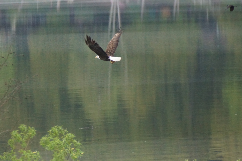 It turned out that lawn eagles don't cotton to lawn mowing.