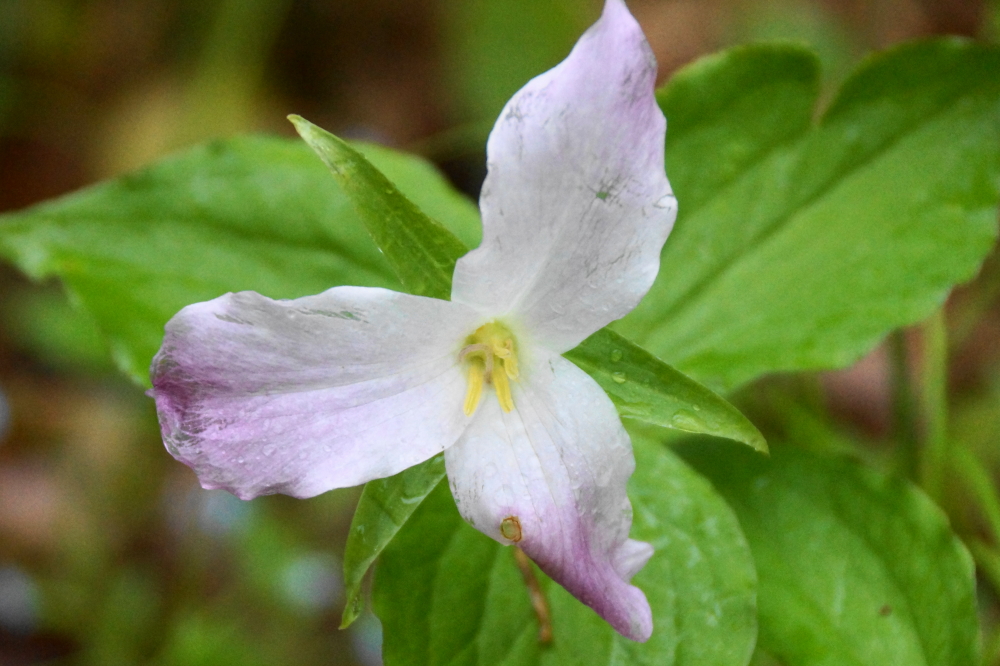 We're currently at post peak trillium. There are still plenty of white ones on the forest floor, but the ranks of the wilty and purple are growing.