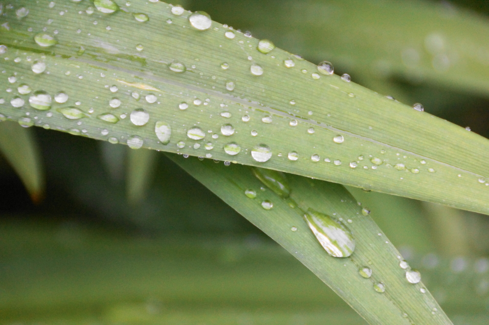There was also rain most every day. Some days it was just a passing shower. Other days it was an all day and night event.