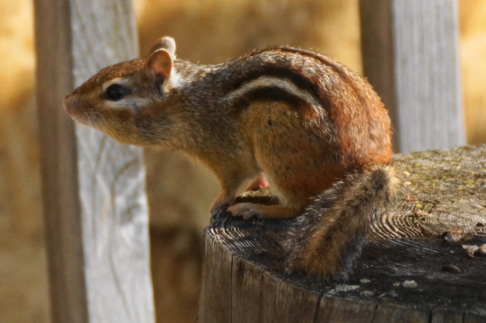 The wee mammals that populate the forest around the lake were active and furry all the way through the weekend.