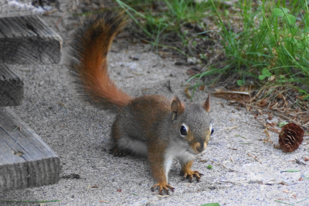 Local critters seemed to take the wet and warmer in stride.