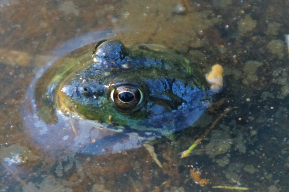 The less furry seemed to revel in this new, damper change of pace.