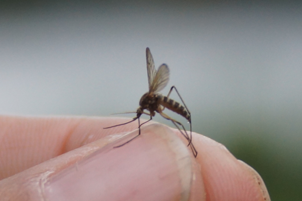 And now the great literature section of last week's summary entitled "Ode to the Mosquito".<br><br><center><b>I hate you.</b></center><br>For transcripts of this fine, heartfelt composition send $50 (US) and we'll get that right out to you.