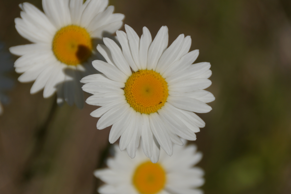 a great crop of flowers, 