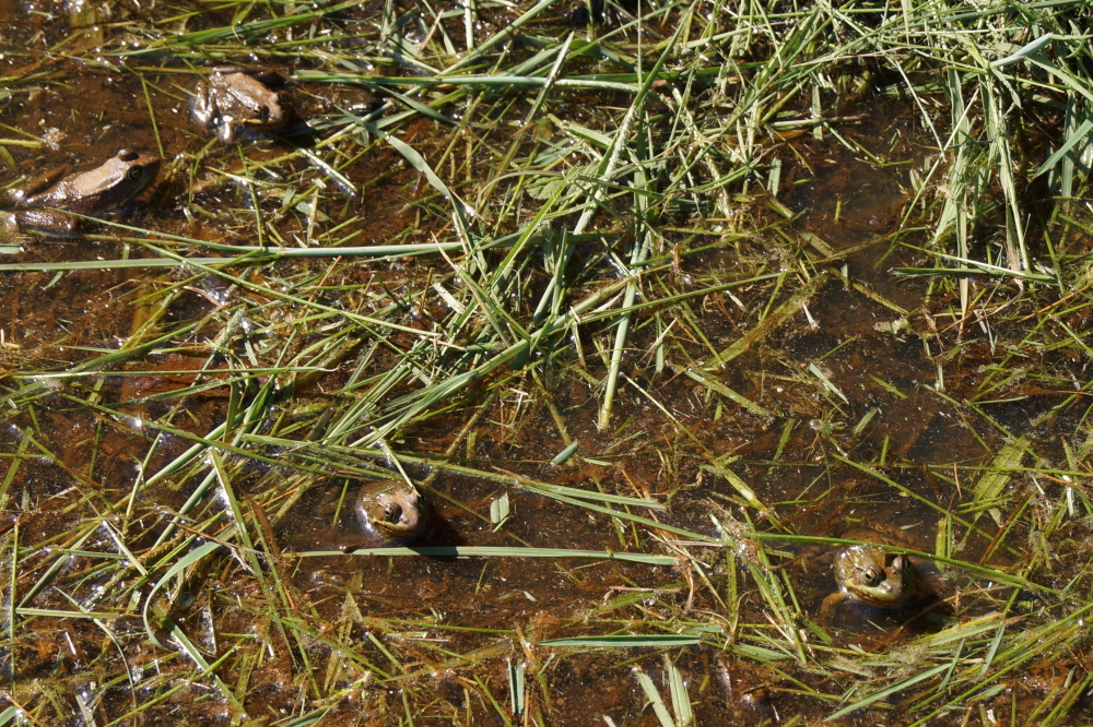 a fine crop of frogs,