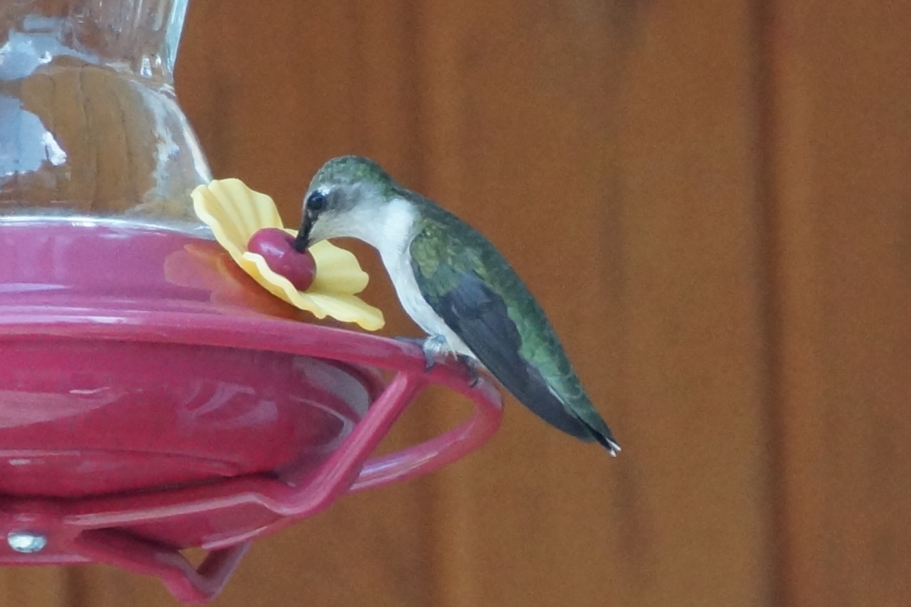 On one of the rare occasions that I did not have a camera while walking along the North shore, not more than 50 feet from us an eagle snatched up a good sized fish, a bass I think, and landed in a white pine to enjoy a nice lunch. It looked just like this only the feeder looked more like a white pine, the sugarwater looked more like a fish, and the hummingbird was bigger and more eagle-ly.