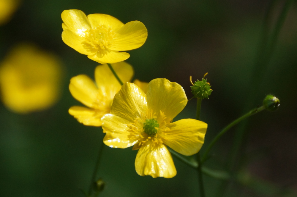 There were also flowers.