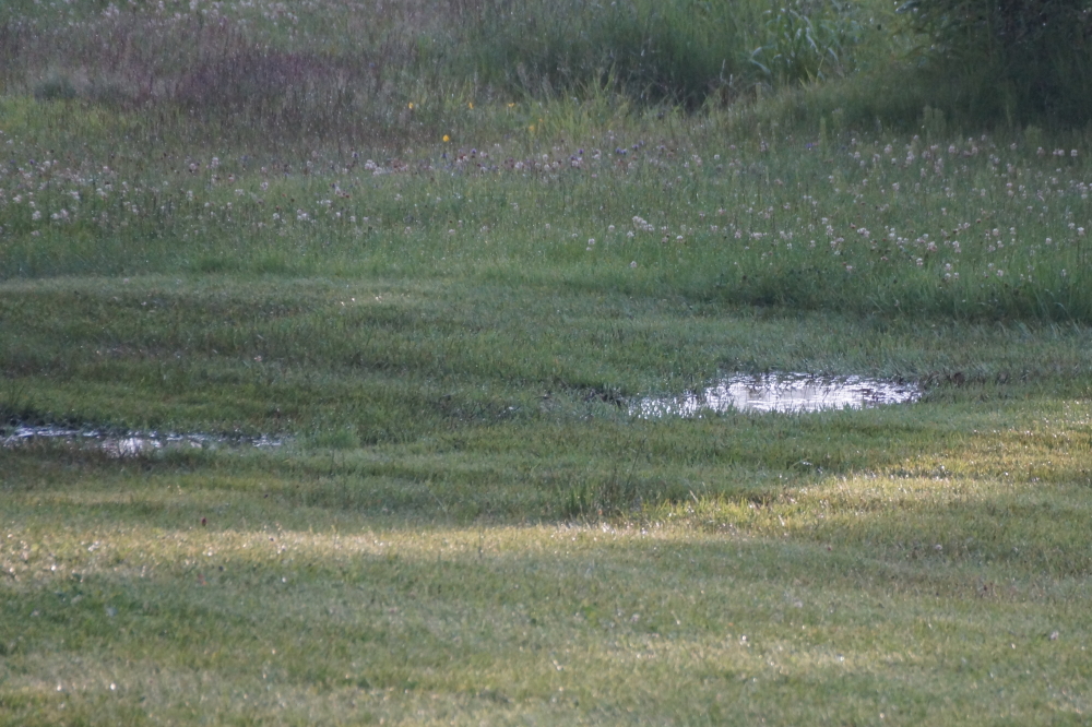 Lawn puddles are back and mowing will have to wait for another day.