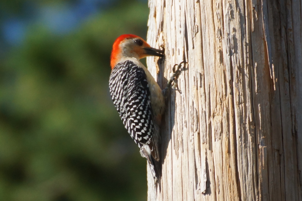 Ravenous roving gangs of northwoods ne'er do wells, pronounced "Squirrels", looted the bar's bird feeder. Local avians cooled their heels by pecking holes in poles while more seed was procured.