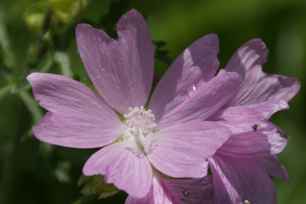 Area plants seem to really like the weather.
