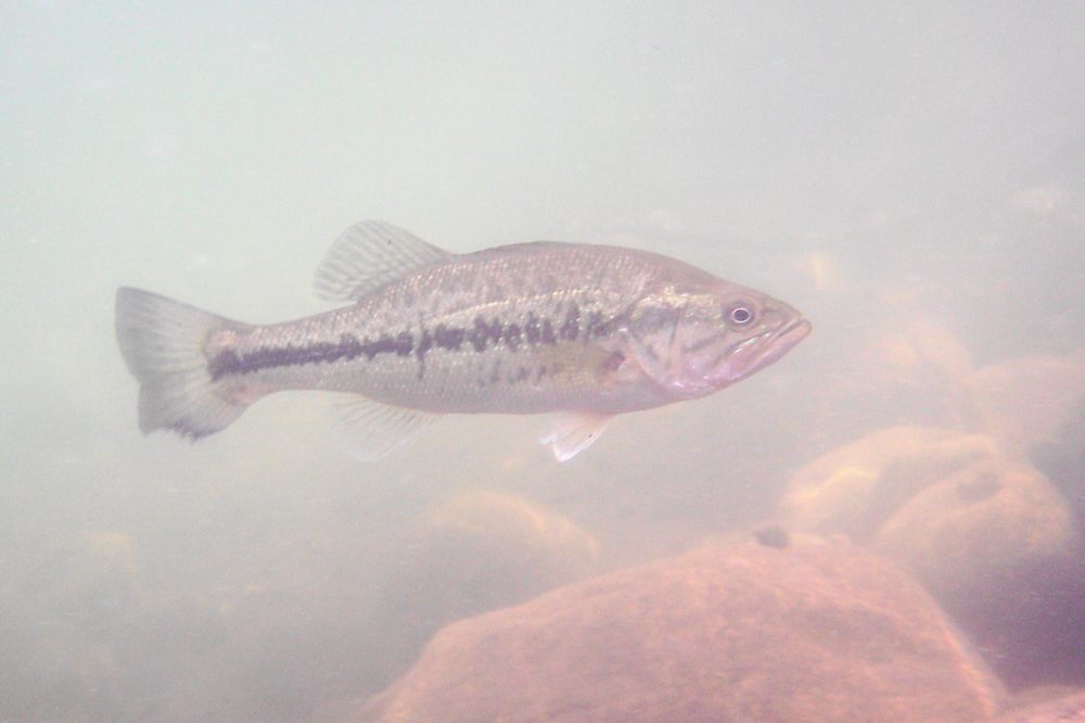 The fish seemed active all week.