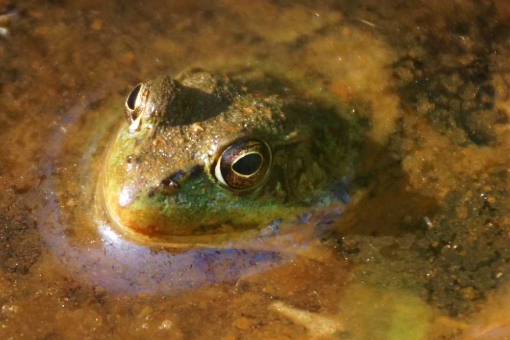 Some local residents seem very pleased with the results of all this dripping .