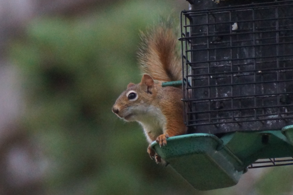 Other birds didn't seem to care about the rain as long as their feeders were filled with tasty seeds.