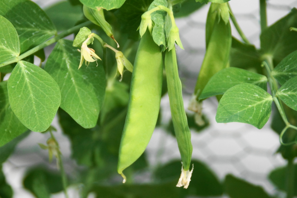 Some of the green was quite tasty.