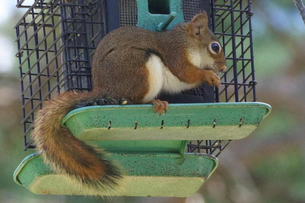 On Sunday while a gentle rain wetted the deck and we were drying out in the back of the bar, a squirrel, most likely this guy, strolled across the bar's kitchen floor. The next 10 minutes were spent as two humans chased the fantastically elusive furry around the bar as we tried to herd it to an open door. This clear violation of the Treaty of Tolerance that has kept the peace between man and squirrel marks the first shot in a new war. The battle of the bar was inconclusive. Stay tuned for updates from the front as events warrant.