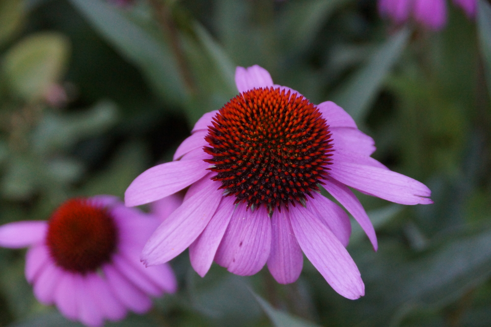 Explosions of flowery color are popping from the sides of Knott Lane.
